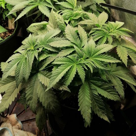 Kilmani growlog timeline photo