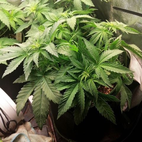 Kilmani growlog timeline photo