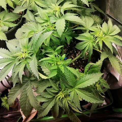 Kilmani growlog timeline photo