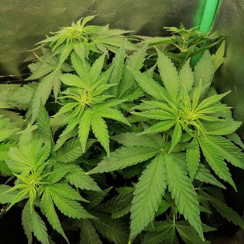 Tiana growlog timeline photo