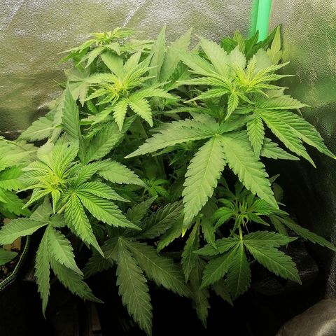 Tiana growlog timeline photo