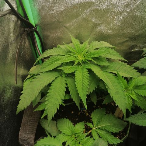 Aisha growlog timeline photo