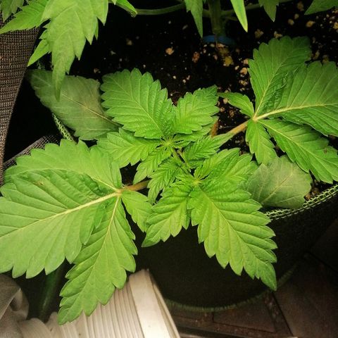 Aisha II growlog timeline photo