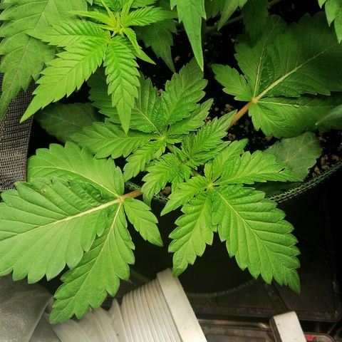 Aisha II growlog timeline photo