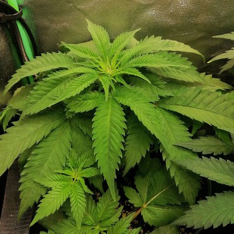 Aisha growlog timeline photo