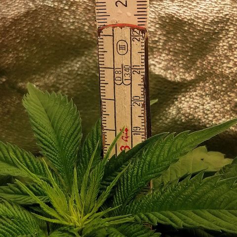 Aisha growlog timeline photo