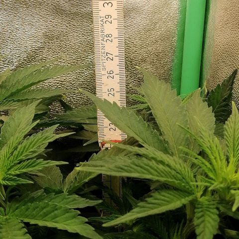 Tiana growlog timeline photo