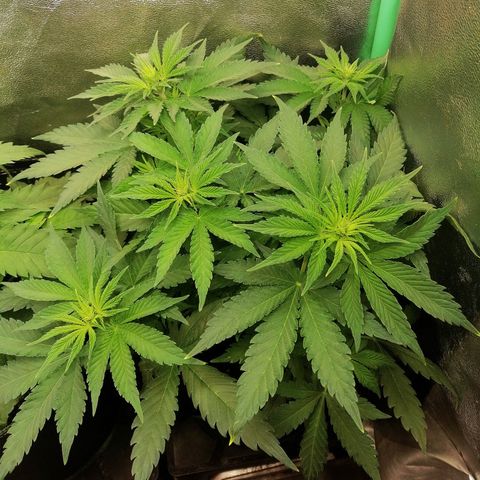 Tiana growlog timeline photo