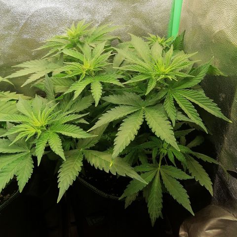 Tiana growlog timeline photo