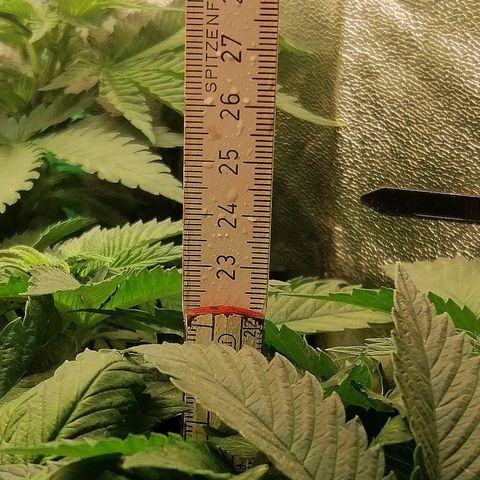 Kilmani growlog timeline photo