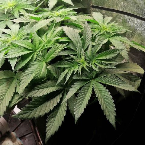 Kilmani growlog timeline photo