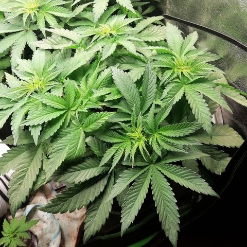Kilmani growlog timeline photo