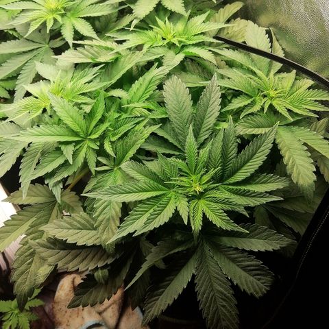 Kilmani growlog timeline photo