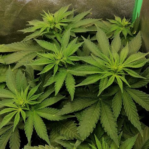 Tiana growlog timeline photo