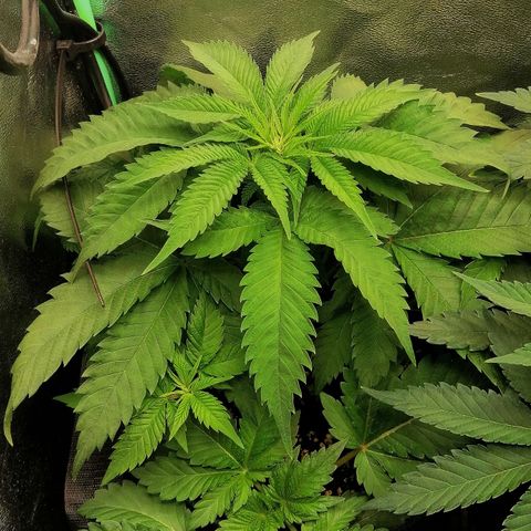 Aisha growlog timeline photo