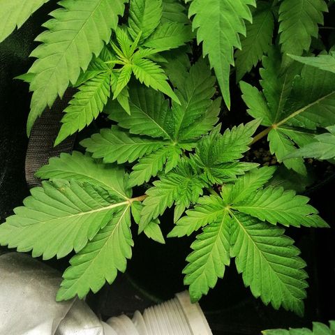 Aisha II growlog timeline photo