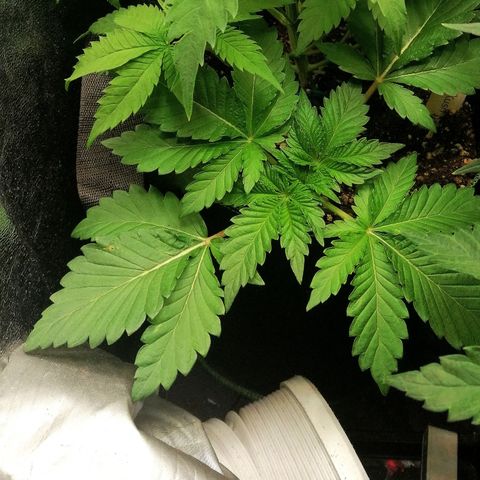 Aisha II growlog timeline photo