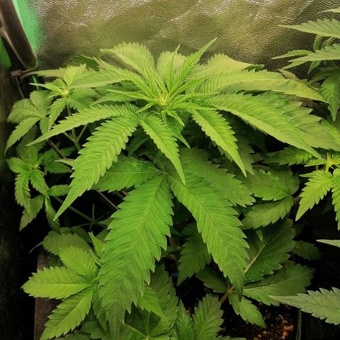 Aisha growlog timeline photo