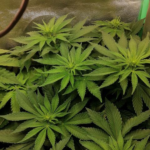 Tiana growlog timeline photo