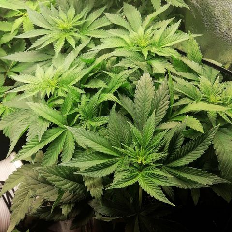 Kilmani growlog timeline photo