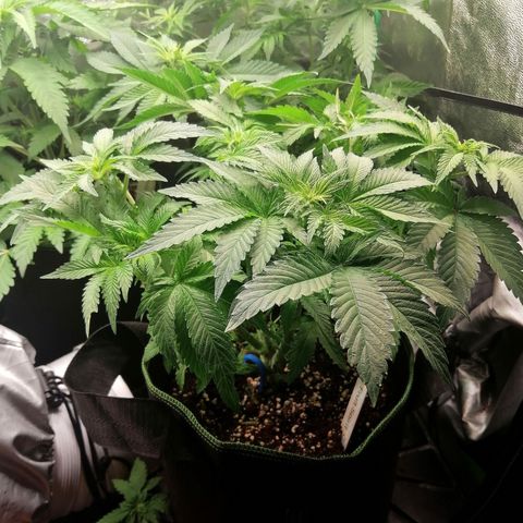 Kilmani growlog timeline photo