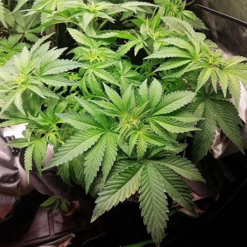 Kilmani growlog timeline photo