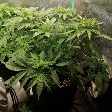 Tiana growlog timeline photo