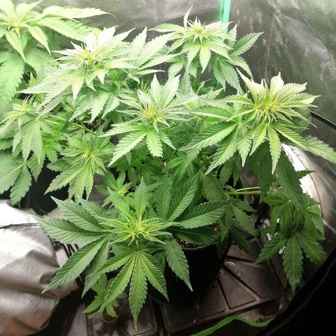 Tiana growlog timeline photo