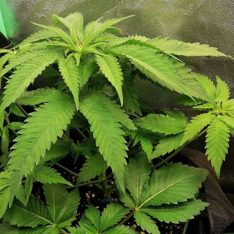Aisha growlog timeline photo
