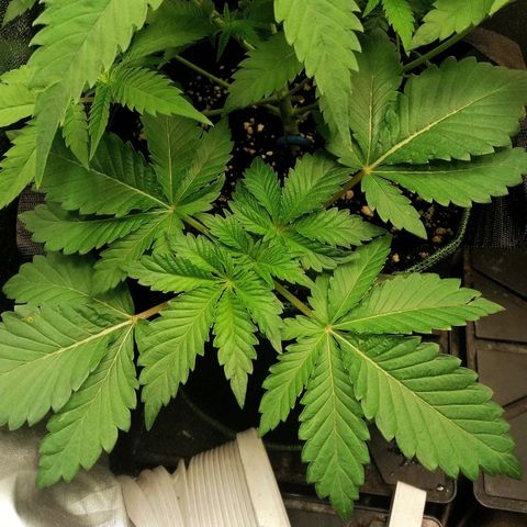Aisha II growlog timeline photo
