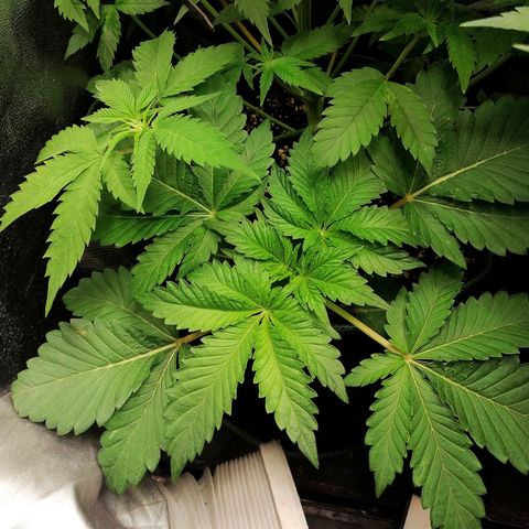 Aisha II growlog timeline photo
