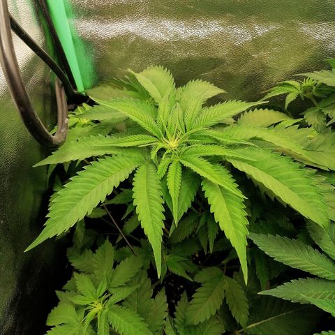 Aisha growlog timeline photo