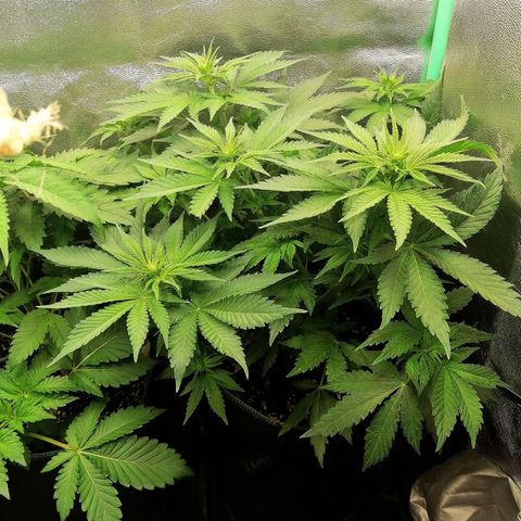 Tiana growlog timeline photo