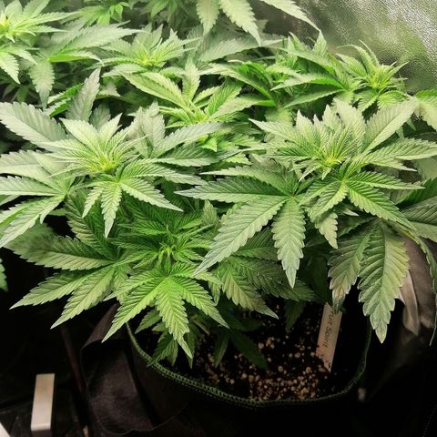 Kilmani growlog timeline photo