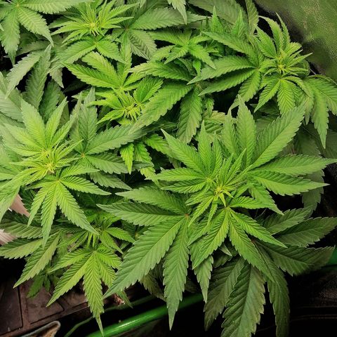 Kilmani growlog timeline photo