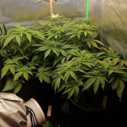 Aisha growlog timeline photo