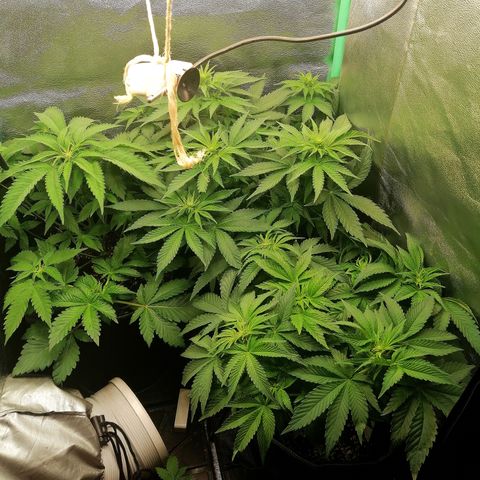 Aisha growlog timeline photo