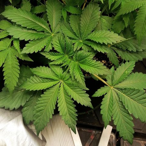 Aisha II growlog timeline photo