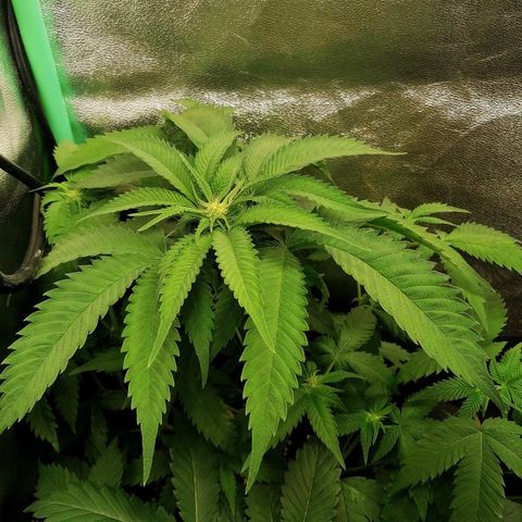 Aisha growlog timeline photo