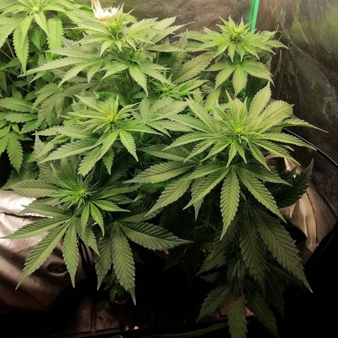 Tiana growlog timeline photo