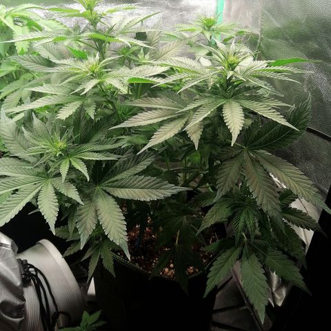 Tiana growlog timeline photo