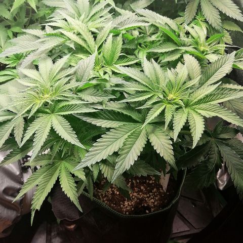 Kilmani growlog timeline photo