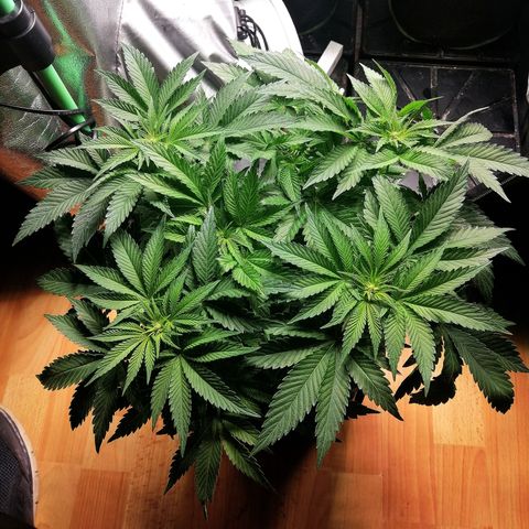 Kilmani growlog timeline photo