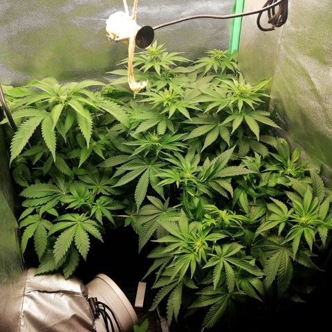 Aisha growlog timeline photo