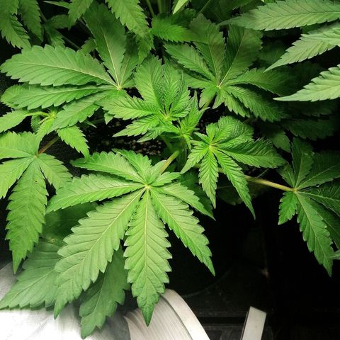 Aisha II growlog timeline photo