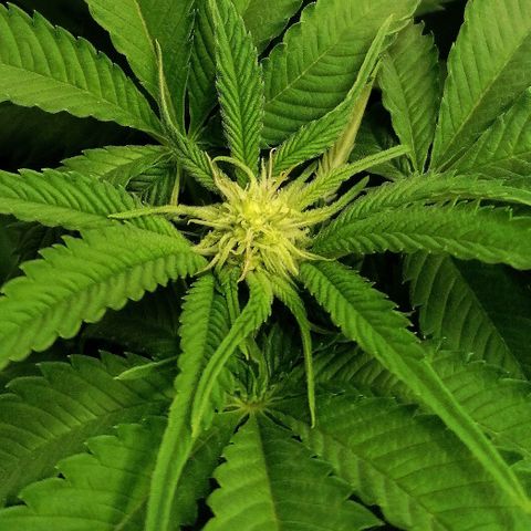 Aisha growlog timeline photo