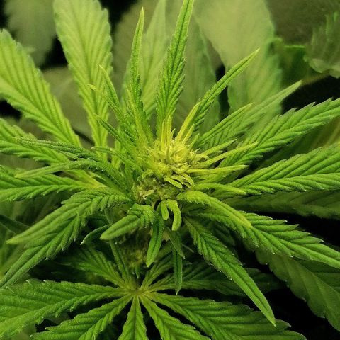 Tiana growlog timeline photo