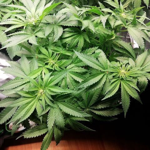 Kilmani growlog timeline photo