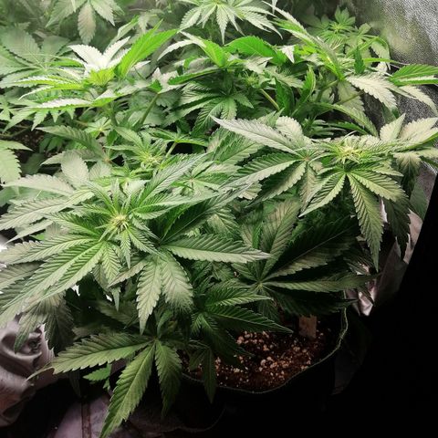 Kilmani growlog timeline photo
