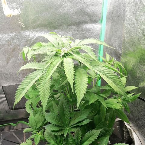 Aisha growlog timeline photo